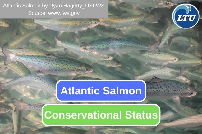 The Complex Situation of Atlantic Salmon Conservation